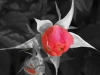 bw_rose