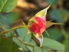 rose1