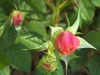 rose_2