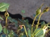 rose_damage