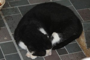 Thomas Cat asleep on the floor